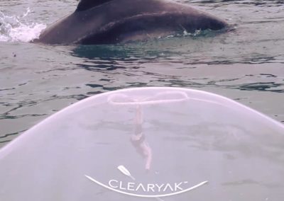 Clearyak - Dolphin