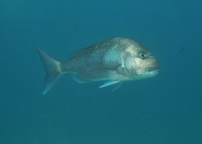 Snapper