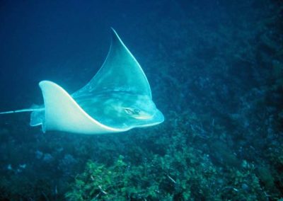 Stingray