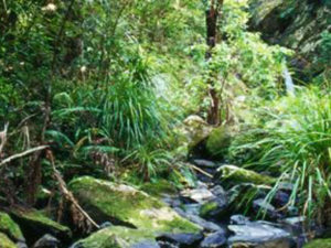 matheson-bay bush walk