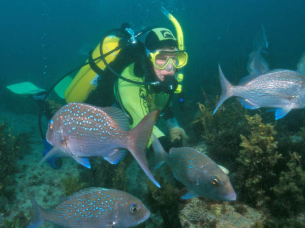 Things To Do In Leigh - Diving with Snapper 