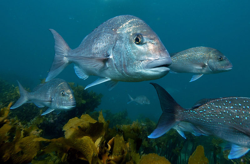 Large Snapper Large Snapper