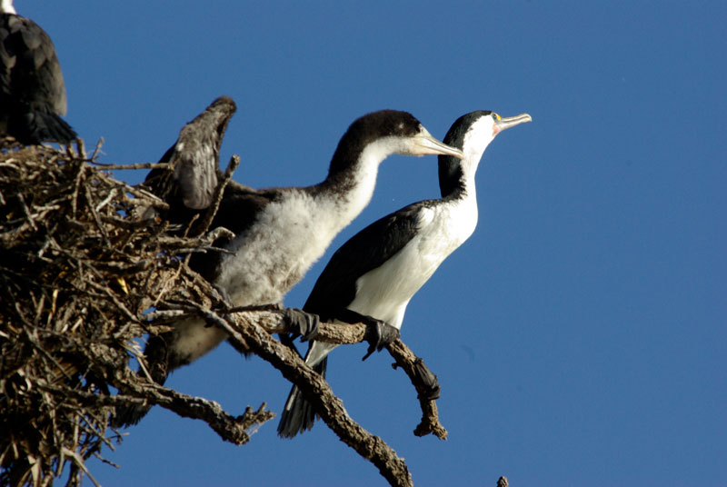 Pied Shags