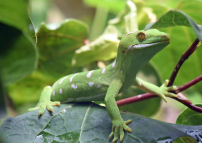 Ti Point Reptile Park