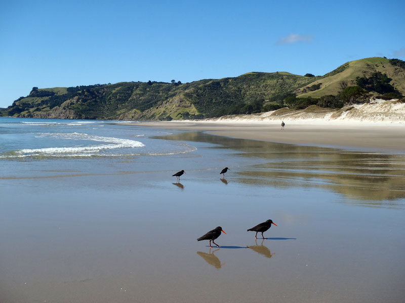 Pakiri Beach