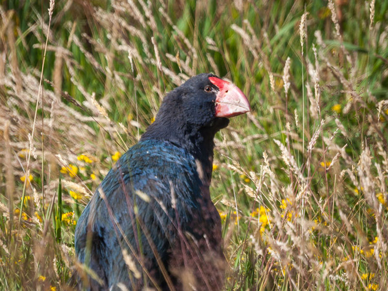 Takahe at Tawharanui Regional Park
