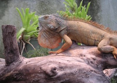 Ti Point Reptiles