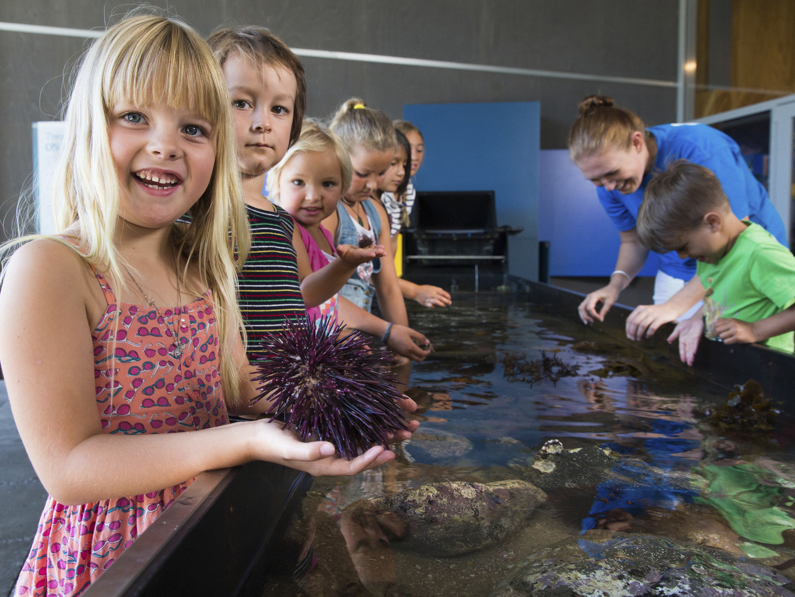 Things To Do In Leigh - Goat Island Marine Discovery Centre