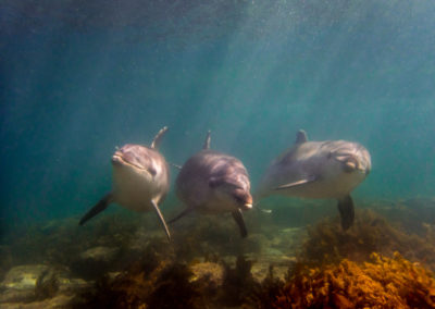goat island dive & snorkel