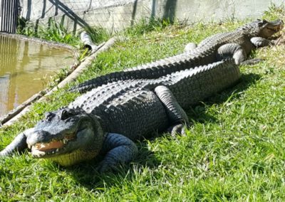 Alligators - Ti Point Reptile Park