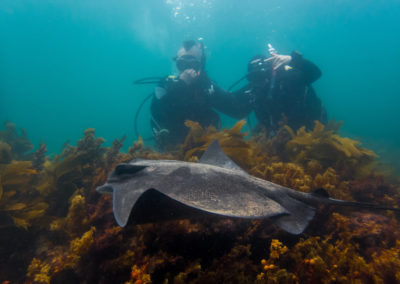 goat island dive & snorkel