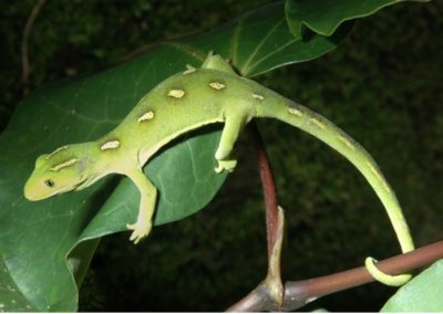 Gecko - Ti Point Reptile Park
