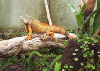 Ti Point Reptile Park