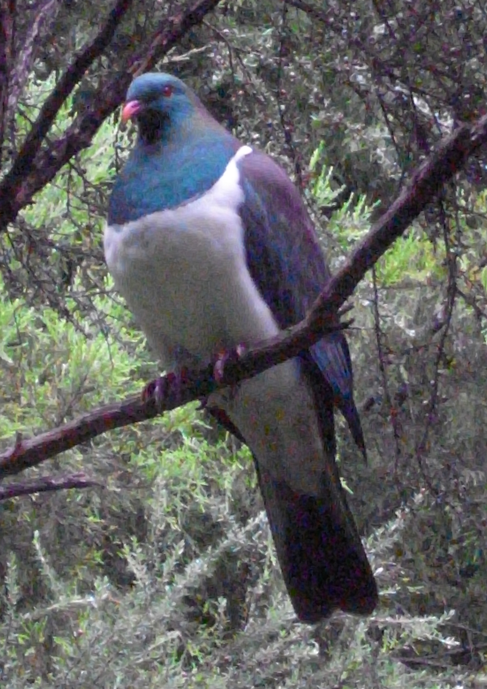 Wood pigeon - kereru Wood pigeon - kereru