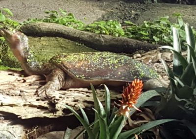 Soft shell turtle - Ti Point Reptile Park