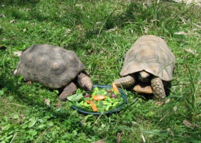 Tortoises - Ti Point Reptile Park
