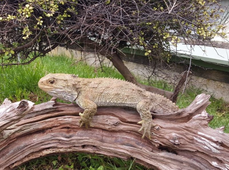 Things To Do In Leigh - Ti Point Reptile Park