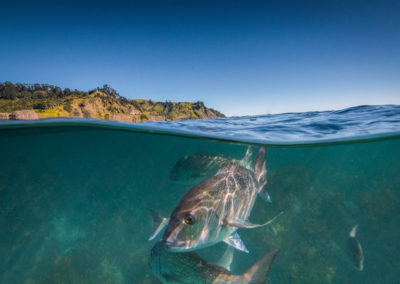 goat island dive & snorkel